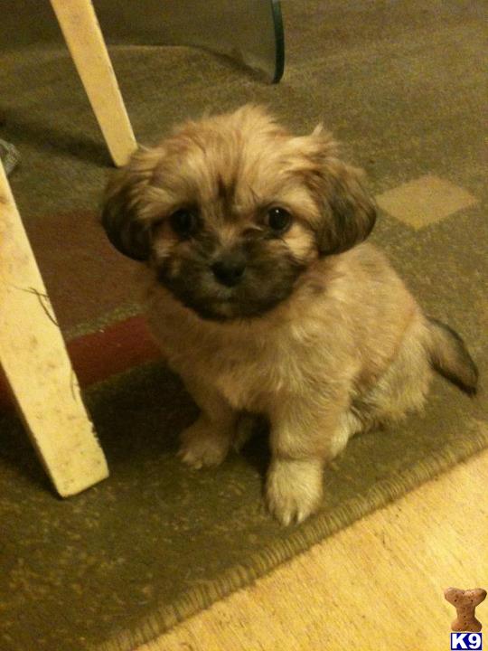 lhasa apso pomeranian mix puppies lhasa apso puppy for sale lhasa apso pomeranian mix la pom hybrid 6 years lhasa apso pomeranian mix puppies lhasa apso puppy for sale lhasa apso pomeranian mix la pom hybrid 6 years
