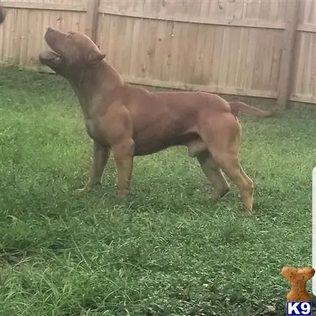 American Pit Bull stud dog