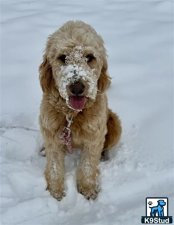 Goldendoodles female dog: Fluffy goldendoodle with a snowy face sitting in snow