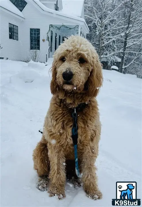 Goldendoodles female dog: Fluffy goldendoodle sitting in the snow outside a house