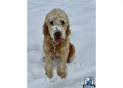 Goldendoodles