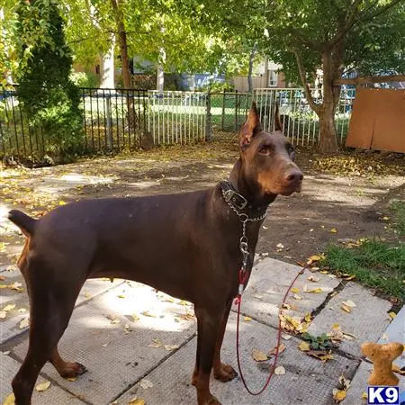 Doberman Pinscher female dog