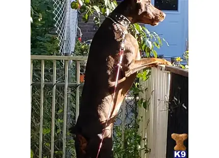 Doberman Pinscher