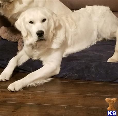 Golden Retriever stud dog