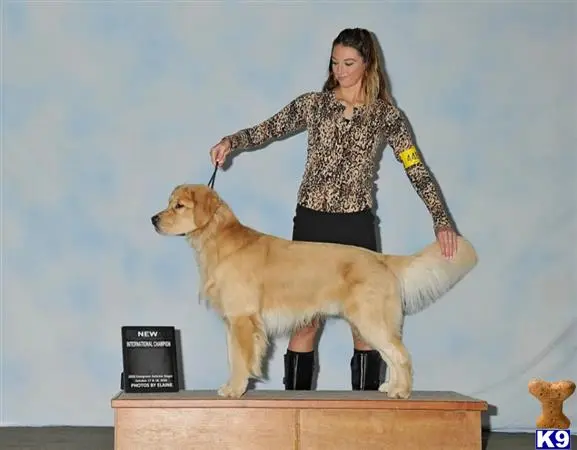 Golden Retriever stud dog