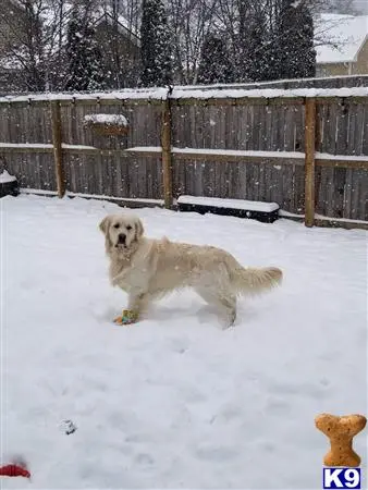 Golden Retriever stud dog