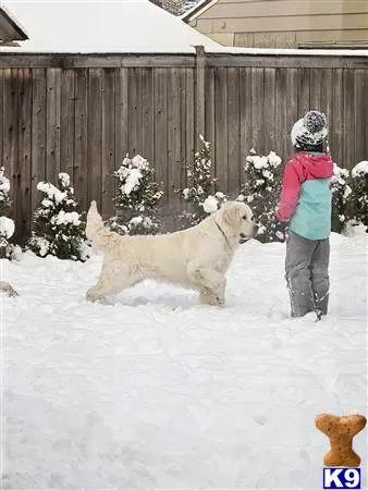 Golden Retriever stud dog