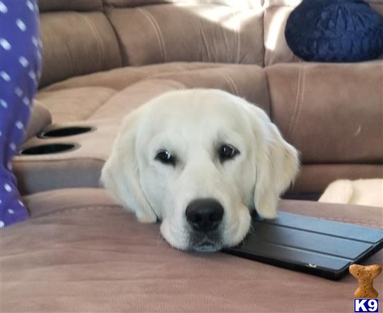 Golden Retriever stud dog