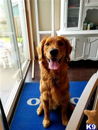 Golden Retriever stud dog