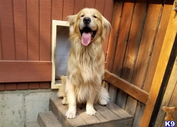 Golden Retriever stud dog