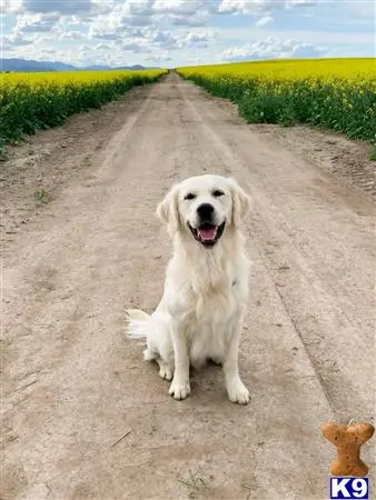 Golden Retriever stud dog