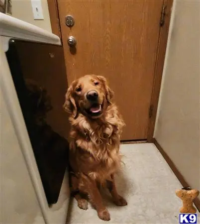 Golden Retriever stud dog