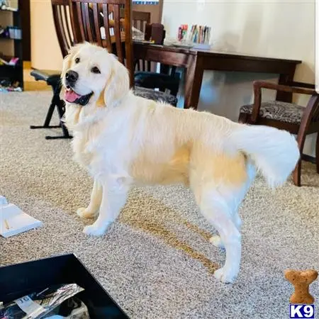 Golden Retriever stud dog