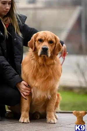 Golden Retriever stud dog