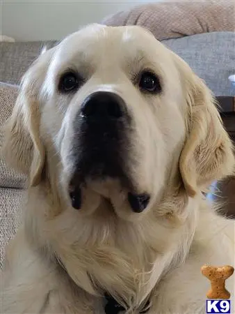 Golden Retriever stud dog