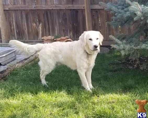 Golden Retriever stud dog