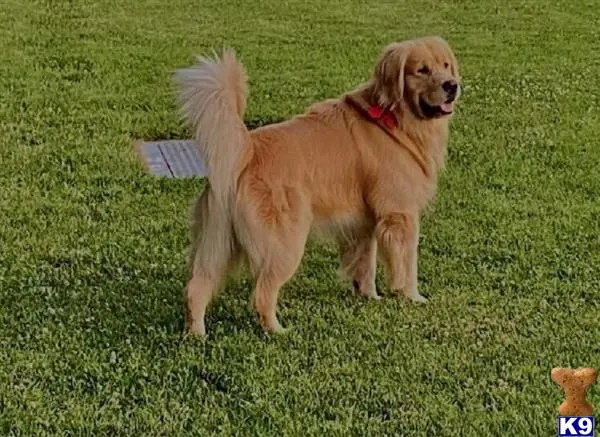 Golden Retriever stud dog