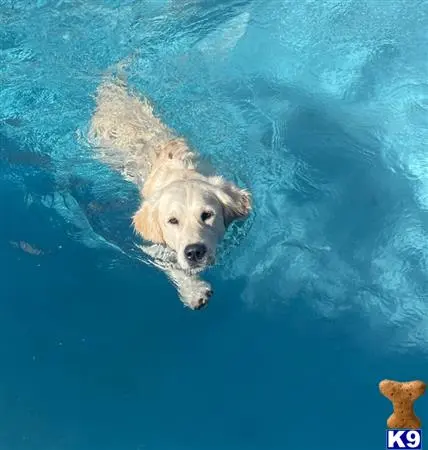 Golden Retriever stud dog