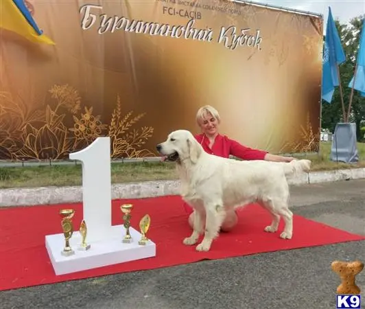 Golden Retriever stud dog