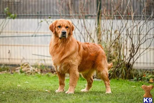 Golden Retriever stud dog