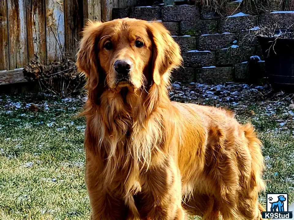 Golden Retriever stud dog