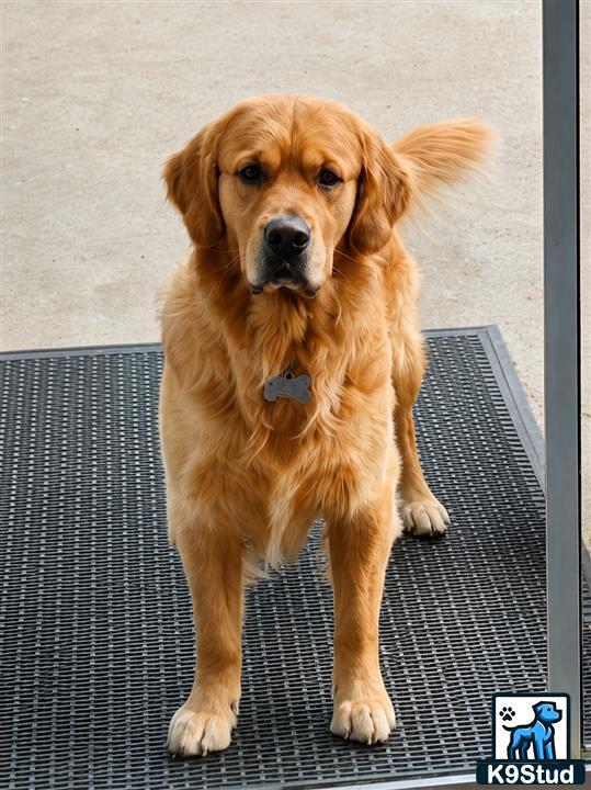 a golden retriever dog sitting on a metal surface
