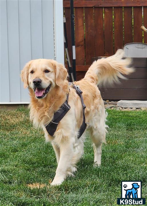 a golden retriever dog wearing a harness