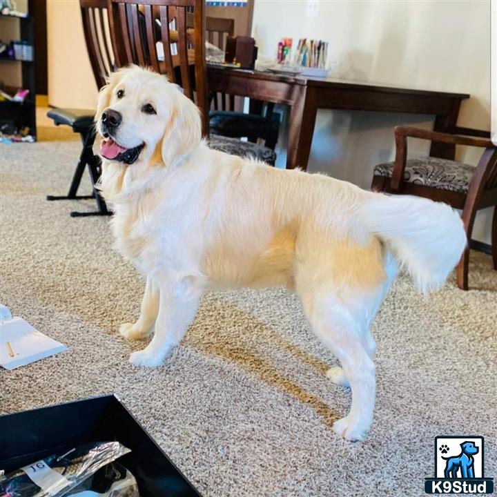 a golden retriever dog standing on a carpet