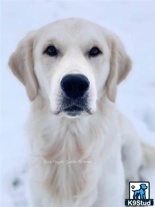 a white golden retriever dog with a black nose