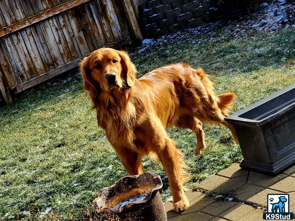 Golden Retriever stud dog