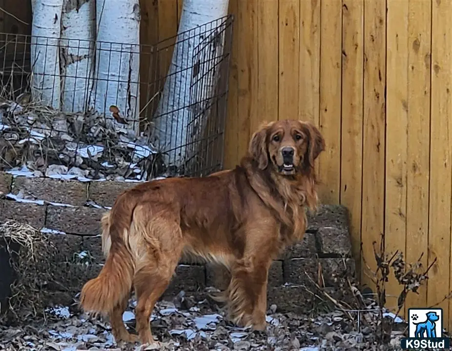 Golden Retriever stud dog