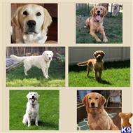 golden retriever puppy posted by rebeccarene92