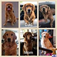 golden retriever puppy posted by rebeccarene92