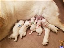 golden retriever puppy posted by rebeccarene92