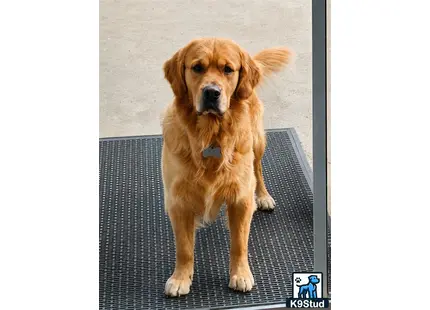 a golden retriever dog sitting on a metal surface