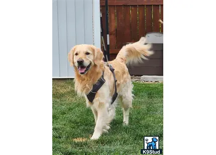 a golden retriever dog wearing a harness