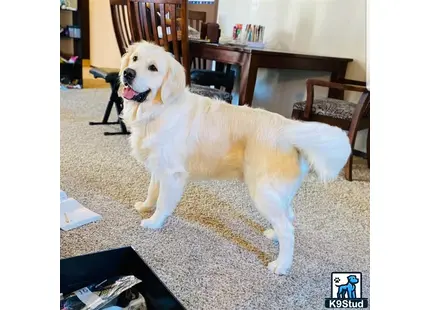 a golden retriever dog standing on a carpet