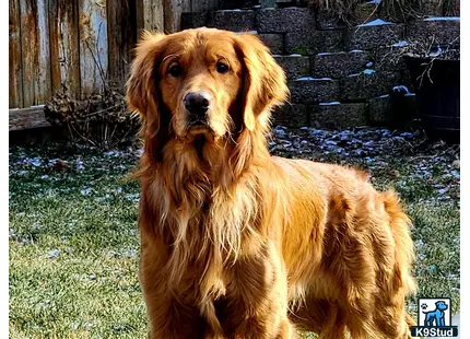 a golden retriever dog sitting in a yard