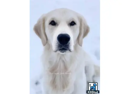a white golden retriever dog with a black nose