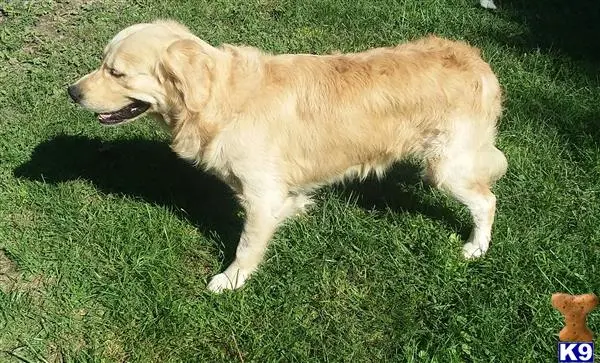 Golden Retriever stud dog