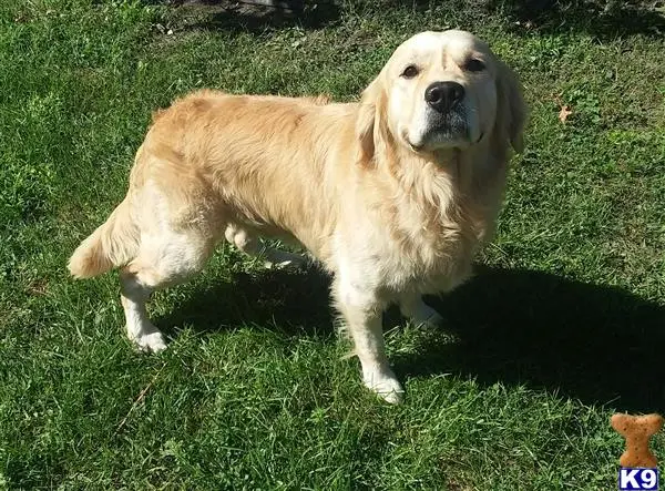 Golden Retriever stud dog