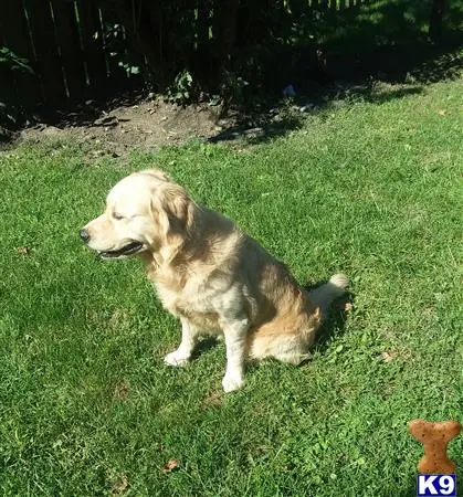 Golden Retriever stud dog