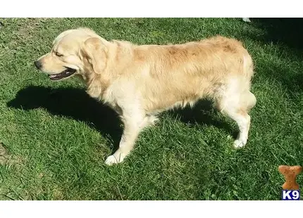 Golden Retriever