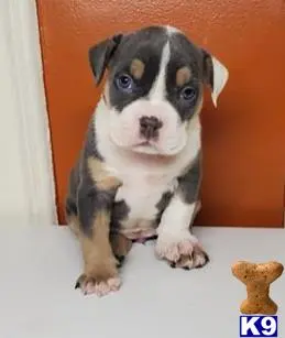 American Bully puppy for sale