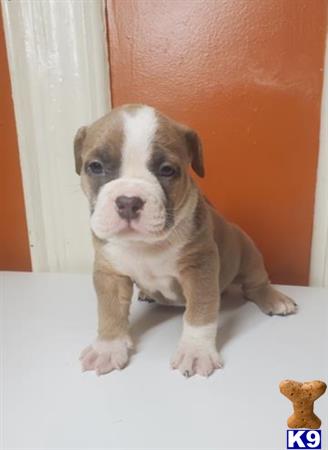a american bully dog sitting on a table