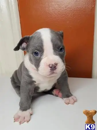 American Bully