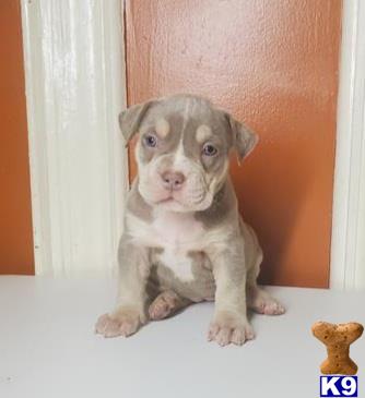 a american bully dog sitting on a ledge
