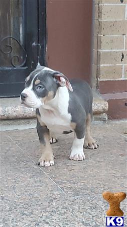 American Bully dog