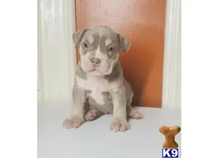 American Bully