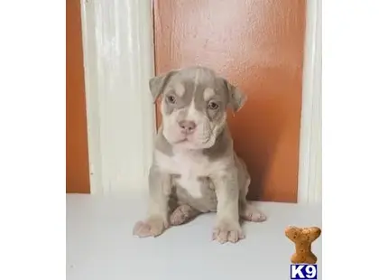 American Bully